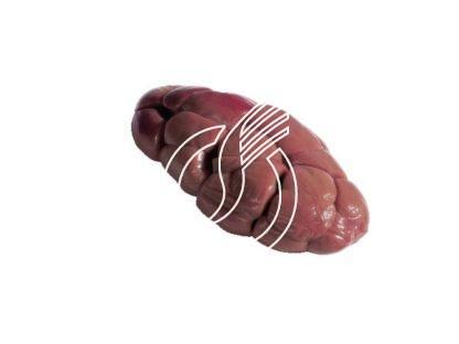 Rognon de veau dégraissé