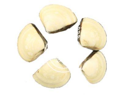 Vongole ganz 40/60