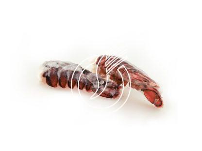 Queues de Homard "MSC"