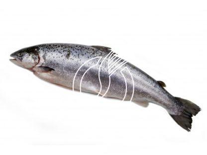 Lachs ganz 3-4