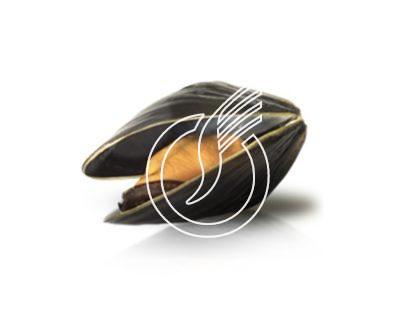 Muscheln