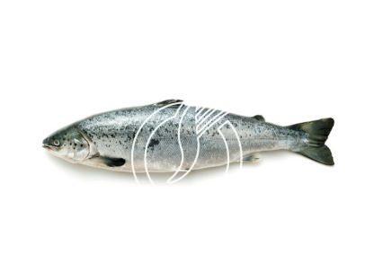 Saumon entier 2 - 3 kg SUISSE