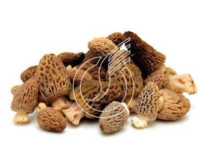 Morilles fraîches